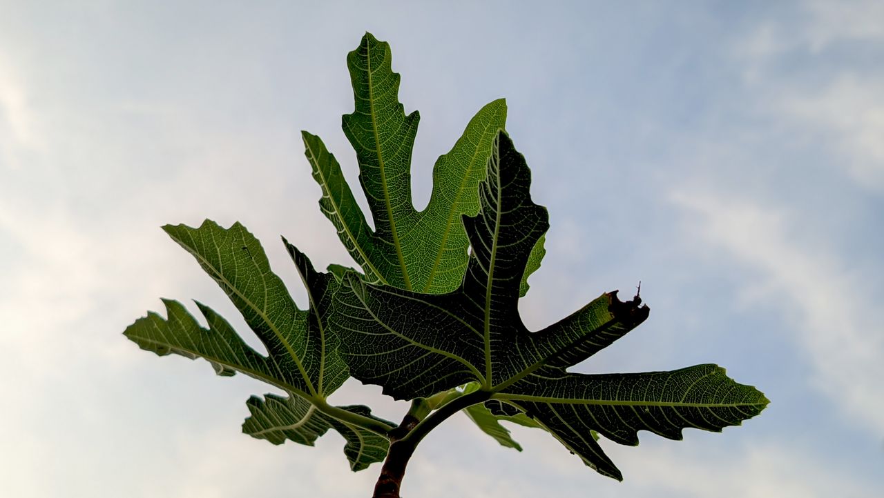 Fig & Vine by Sana Fielding
