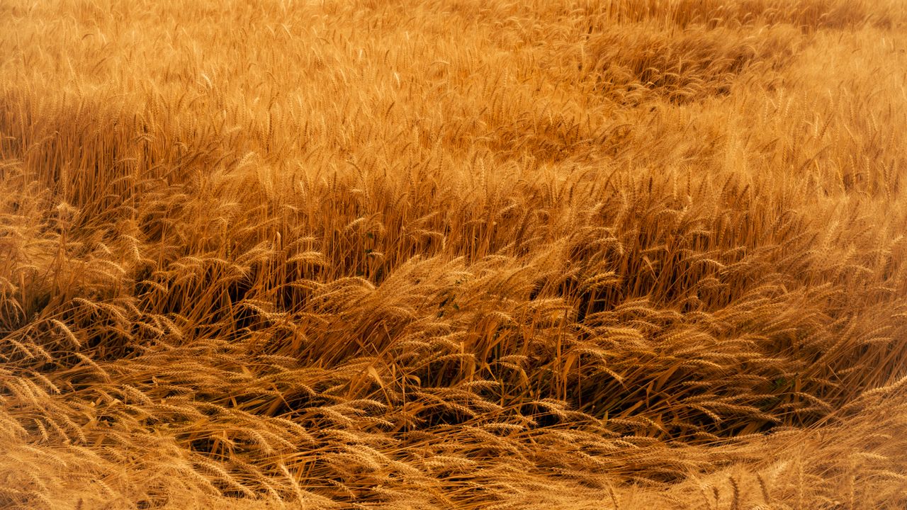 Amber Field by Maren Ovid